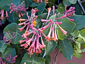 LONICERA SEMPERVIRENS MAGNIFICA
