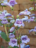 PENSTEMON GRANDIFLORUS