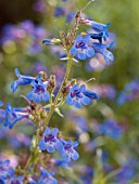 PENSTEMON PROCERUS