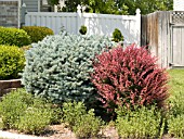 PICEA AND BERBERIS