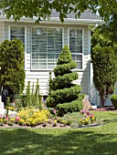 PICEA GLAUCA CONICA SPIRAL