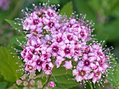 SPIRAEA JAPONICA FLOWER CLOSEUP