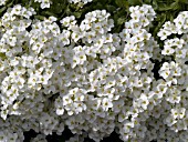 ARABIS CAUCASICA COMPACT SNOWBALL