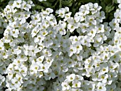 ARABIS CAUCASICA COMPACT SNOWBALL