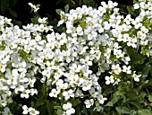 ARABIS CAUCASICA COMPACT SNOWBALL, (SYN. ARABIS CAUCASICA SCHNEEHAUBE)