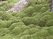 AZORELLA TRIFURCATA NANA