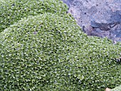 AZORELLA TRIFURCATA NANA