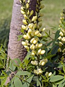 BAPTISIA CAROLINA MOONLIGHT