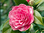 CAMELLIA JAPONICA ADMIRAL NIMITZ