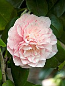 CAMELLIA JAPONICA CARTERS SUNBURST