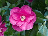 CAMELLIA JAPONICA FRED SANDER