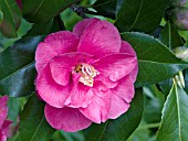 CAMELLIA JAPONICA FRED SANDER