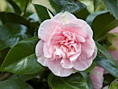 CAMELLIA JAPONICA JUPITER