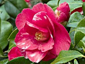 CAMELLIA JAPONICA TRICOLOR RED