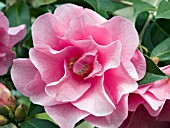 CAMELLIA WILLIAMSII BRIGADOON