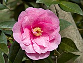 CAMELLIA WILLIAMSII BRIGADOON