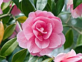 CAMELLIA WILLIAMSII DONATION