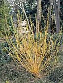 CORNUS SERICEA FLAVIRAMEA