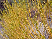 CORNUS SERICEA FLAVIRAMEA