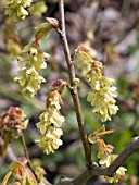 CORYLOPSIS VEITCHIANA