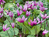 CYCLAMEN REPANDUM