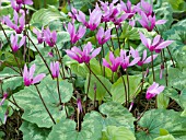 CYCLAMEN REPANDUM