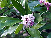 DAPHNE ODORA AUREOVARIEGATA