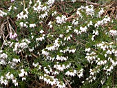 ERICA DARLEYENSIS SILBERSCHMELZE