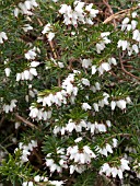 ERICA DARLEYENSIS SILBERSCHMELZE