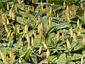 ERYTHRONIUM AMERICANUM YELLOW TROUT LILY