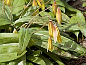 ERYTHRONIUM AMERICANUM YELLOW TROUT LILY