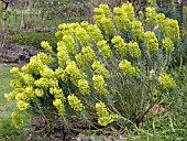 EUPHORBIA CHARACIAS HUMPTY DUMPTY