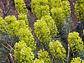 EUPHORBIA CHARACIAS HUMPTY DUMPTY