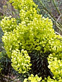 EUPHORBIA CHARACIAS HUMPTY DUMPTY