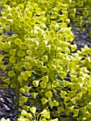 EUPHORBIA CHARACIAS HUMPTY DUMPTY