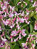 LATHYRUS VERNUS ROSENELFE