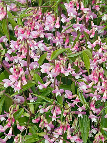 LATHYRUS_VERNUS_ROSENELFE