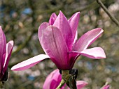 MAGNOLIA APOLLO