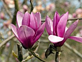 MAGNOLIA APOLLO