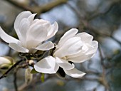 MAGNOLIA LOEBNERI MERRILL