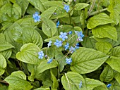 OMPHALODES VERNA