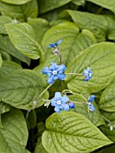 OMPHALODES VERNA