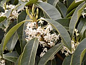 OSMANTHUS YUNNANENSIS