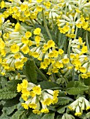 PRIMULA VERIS