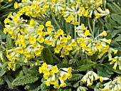 PRIMULA VERIS