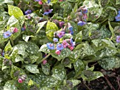 PULMONARIA MAJESTY