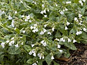 PULMONARIA SISSINGHURST WHITE