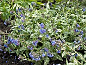 PULMONARIA TREVI FOUNTAIN