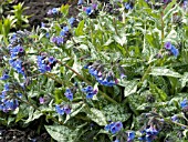 PULMONARIA TREVI FOUNTAIN