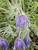 PULSATILLA VULGARIS